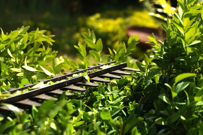 Eine perfekt geschnittene Hecke in einem gepflegten Garten, strahlt Ruhe und Ordnung nach der Pflege aus.