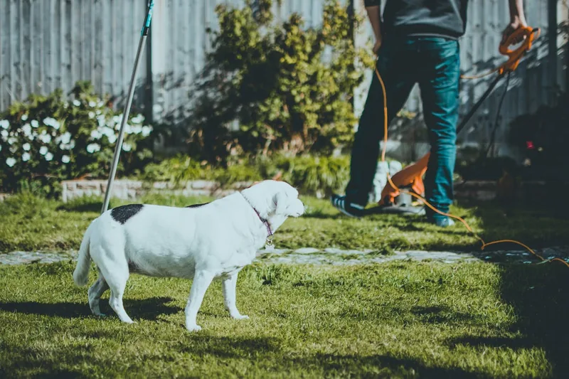 Eine Person mäht mühelos den Rasen mit einem Akku-Rasenmäher, für einen gepflegten Garten.