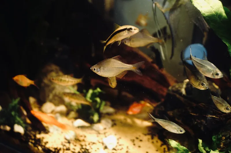 Ein friedliches, gut gepflegtes Aquarium mit gesunden Fischen und Pflanzen, das eine optimale Wassertemperatur zeigt.