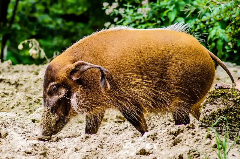 Nahaufnahme der feinen Wildschweinborsten einer Bartbürste.
