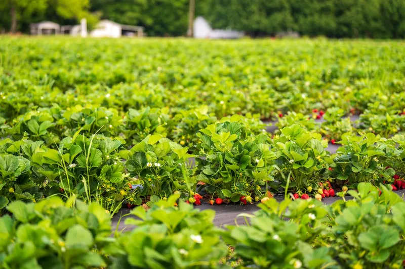 Ein klar erkennbarer Beutel Beerendünger steht vor einem leicht unscharfen Gartenhintergrund.