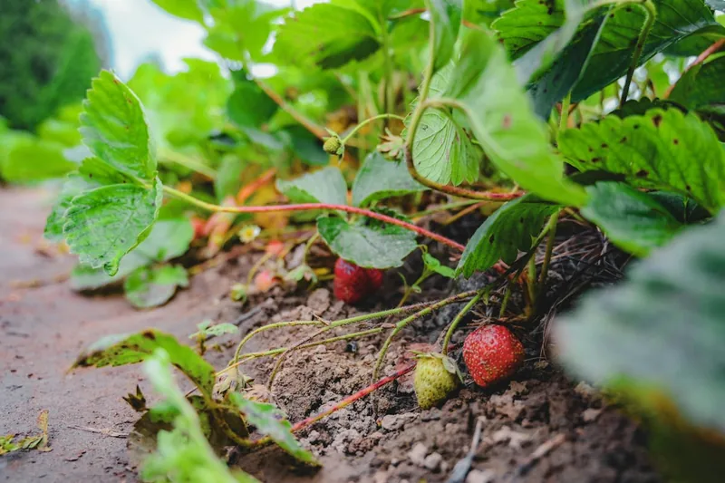 Üppige, reife Erdbeeren und Himbeeren an gesunden Pflanzen, ein Ergebnis guter Düngung.