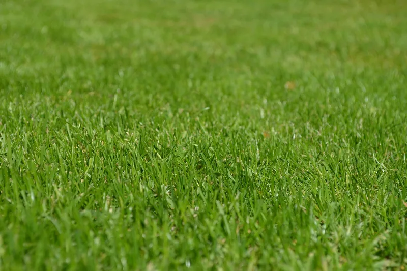 Ein perfekt getrimmter, üppiger Rasen in einer idyllischen Gartenlandschaft, das Ergebnis sorgfältiger Pflege.