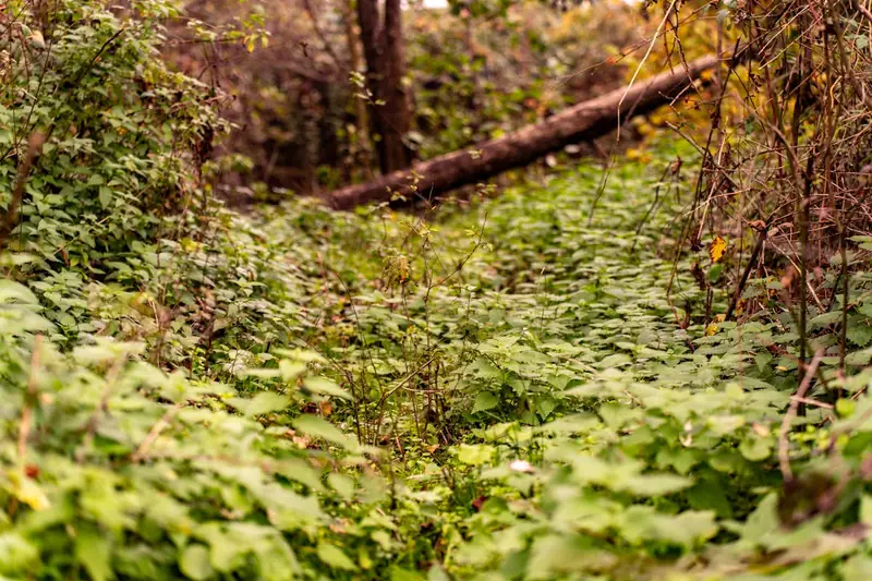 Dichtes Unterholz und hohes Gestrüpp im verwilderten Garten, bereit für die Motorsense.