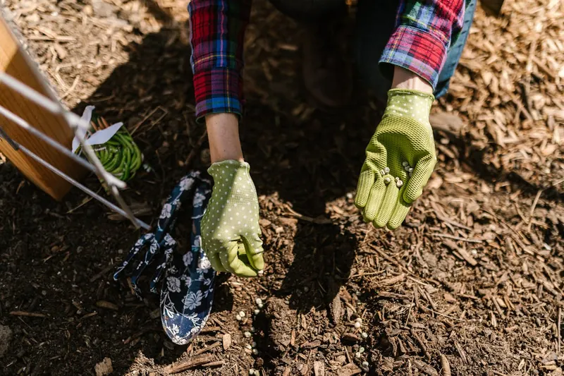 Hand streut Schattenrasen-Samen auf einen vorbereiteten Gartenboden.