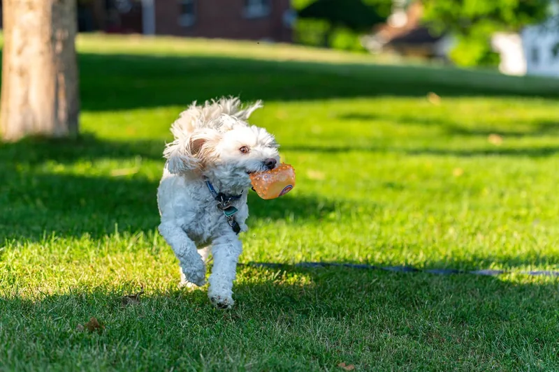 Ein Hund genießt einen schattigen, dicht bewachsenen Rasen im Garten.