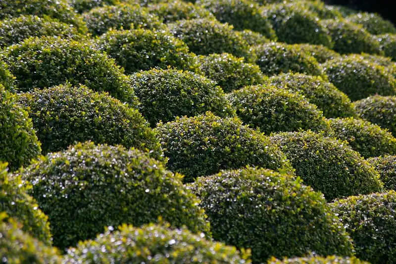 Eine gepflegte Gartenlandschaft mit symmetrisch geschnittenen Buchsbäumen, als Ergebnis präziser Arbeit.