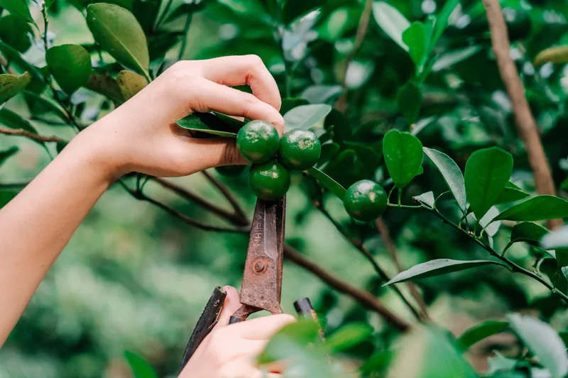 Ergonomische Gartenschere als Produktaufnahme für effizientes Arbeiten im Garten