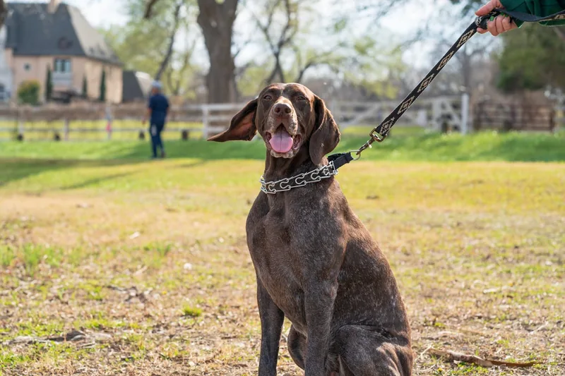 Eine Person trainiert ihren Hund im Freien mit einem Erziehungshalsband, um Kommandos zu festigen.