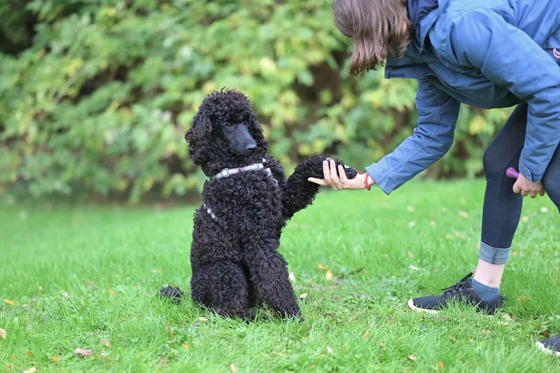 Ein glücklicher Hund spielt entspannt mit seinem Besitzer in einem Park, symbolisiert das Ergebnis guten Trainings.