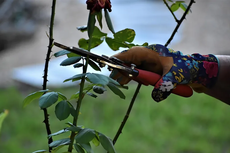 Eine Hand schneidet mit einer Gartenschere einen Pflanzenstiel, deutliche Anwendung im Garten.