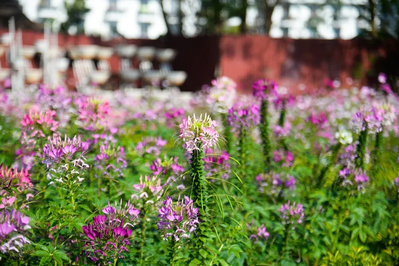 Ein wunderschöner, frisch bewässerter Garten mit blühenden Pflanzen und sattgrünem Rasen am Morgen.