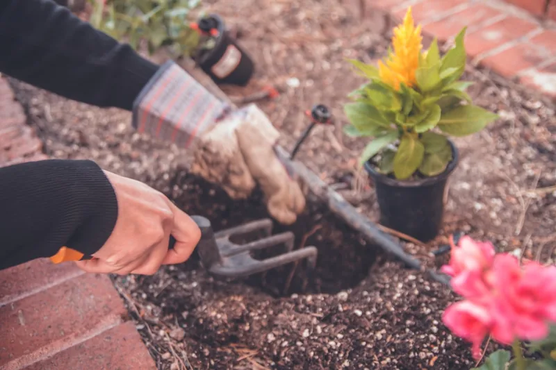 Eine Hand benutzt eine Gartenkralle, um den Boden in einem Blumenbeet aufzulockern und zu lüften.