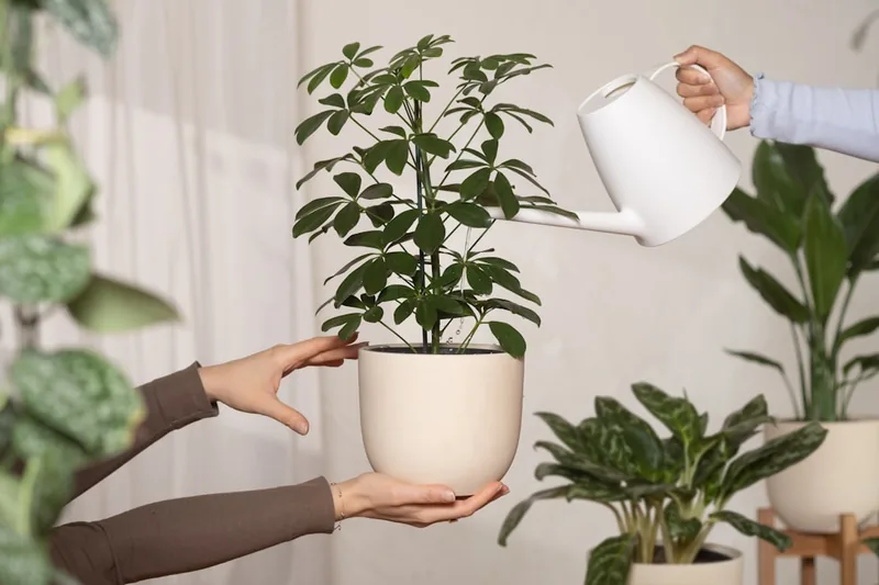 Eine Hand gießt vorsichtig eine Zimmerpflanze mit einer kleinen, ergonomischen Gießkanne.