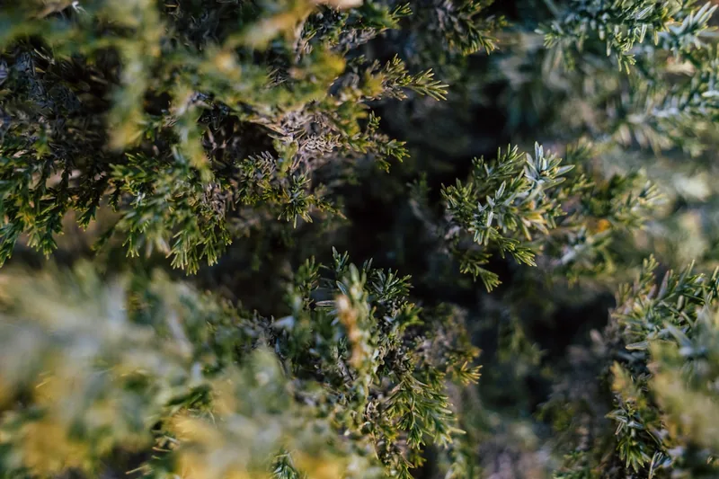 Nahaufnahme von Wacholderbeeren und anderen ausgewählten Botanicals, die einem Gin sein Aroma verleihen.