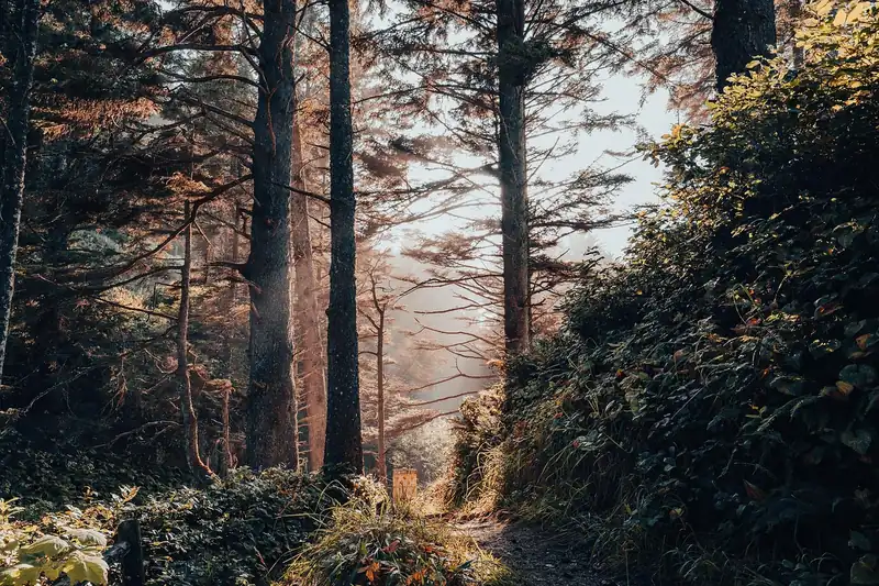 Malerischer Wanderweg durch einen Wald bei Sonnenschein, der das Outdoor-Erlebnis mit GPS symbolisiert.