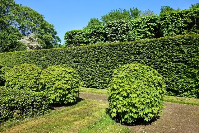 Perfekt getrimmte Buchsbaumhecken in einem idyllischen, gepflegten Garten, Ergebnis präziser Arbeit.