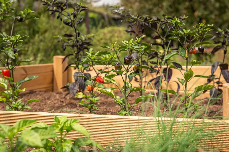 Hochbeet aus Holz als Produktaufnahme für den Garten. Neu und leer, bereit zum Bepflanzen.