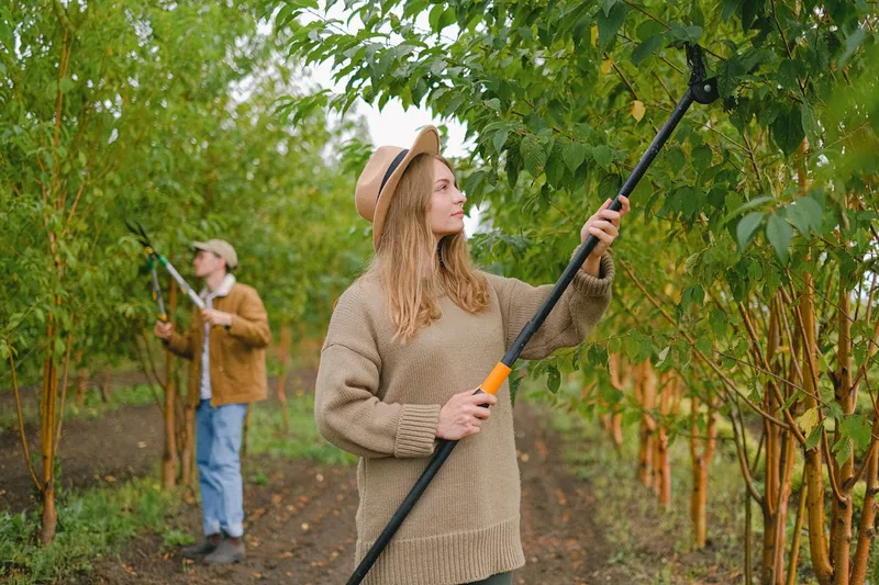 Eine Person benutzt einen Hochentaster im Garten, um hohe Äste sicher und präzise zu beschneiden.