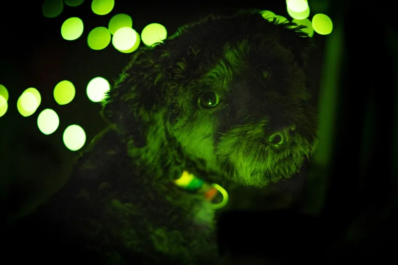 Ein modernes, leuchtendes Hunde-Leuchthalsband in kräftigen Farben, freigestellt auf dunklem Hintergrund.