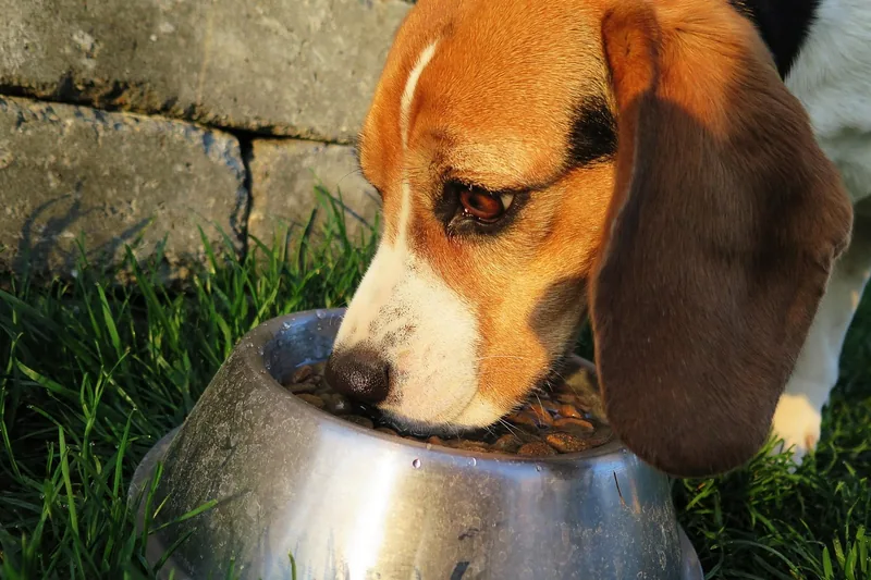 Eine Person füllt eine Schüssel mit frischem Hundefutter für einen glücklichen Hund im Freien.