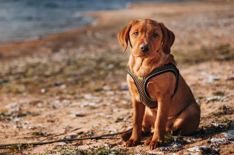Ein modernes Hundegeschirr in neutralen Farben, sauber gefaltet für einen Vergleich.