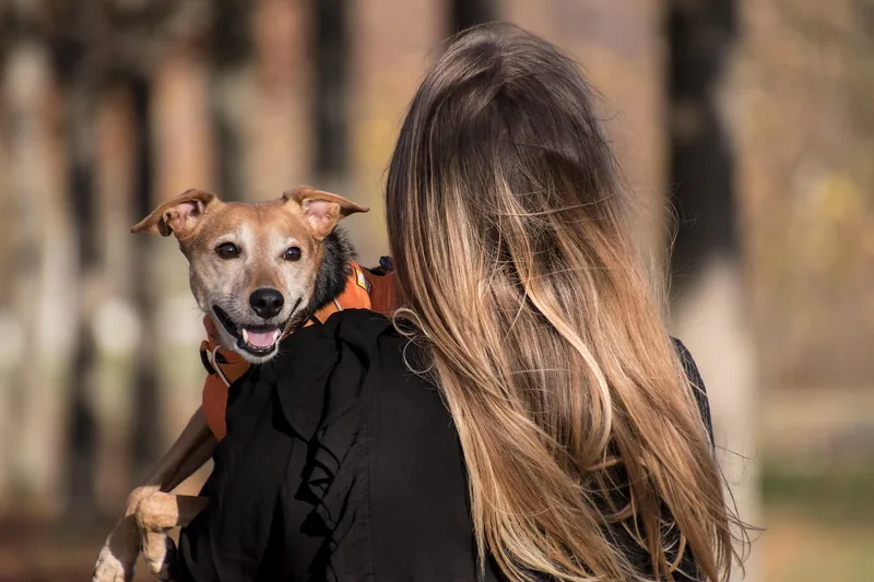 Eine Person passt ein Hundegeschirr an einem Hund an, um optimalen Komfort zu gewährleisten.