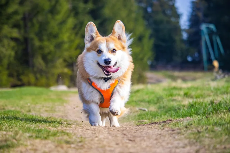 Ein glücklicher Hund trägt sein Geschirr bei einem Spaziergang in einem sonnigen Park.