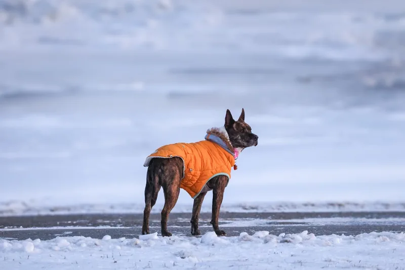 Ein hochwertiger, warmer Hundemantel als Produktaufnahme vor neutralem Hintergrund.