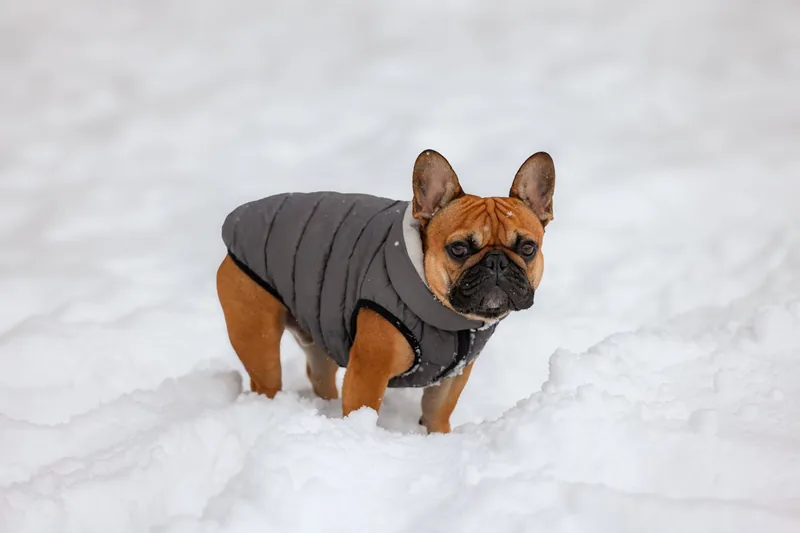Ein kleiner Hund trägt einen perfekt sitzenden Hundemantel beim Spaziergang durch eine verschneite Winterlandschaft.