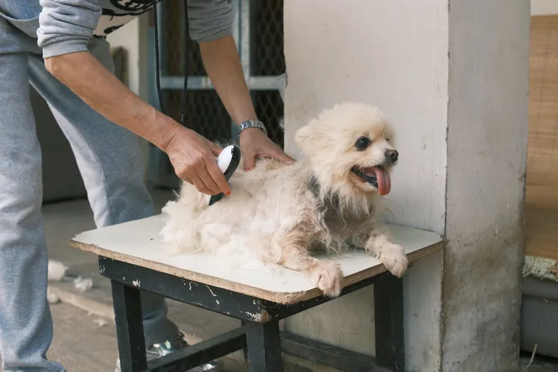 Hochwertige Hundeschermaschine isoliert auf weißem Hintergrund, bereit für die Fellpflege.