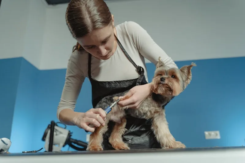 Eine Person trimmt behutsam das Fell eines Hundes mit einer leisen Hundeschermaschine zu Hause.