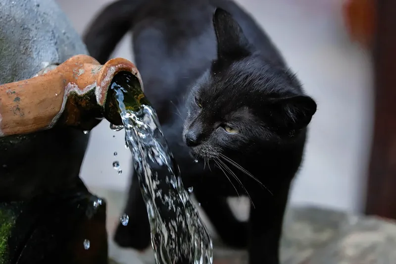 Hochwertiger Katzenbrunnen aus Edelstahl im Vordergrund für frisches Wasser.