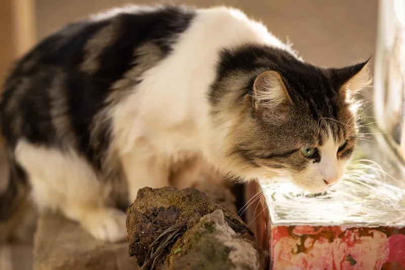 Eine Katze trinkt genüsslich und hydriert sich am fließenden Wasser eines Katzenbrunnens.