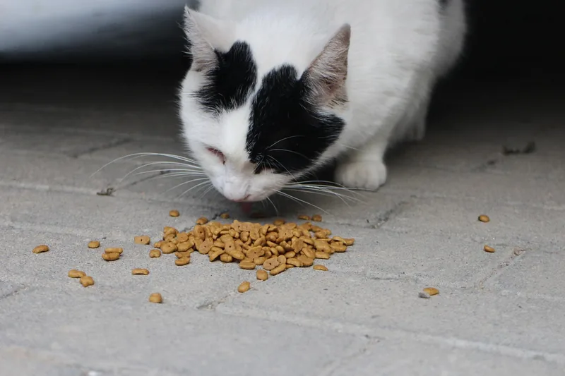 Hochwertiges Katzenfutter in der Verpackung, bereit für eine nährstoffreiche Mahlzeit der Katze.
