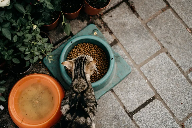 Eine Hand füllt frisches, gesundes Katzenfutter in den Napf der wartenden Katze.