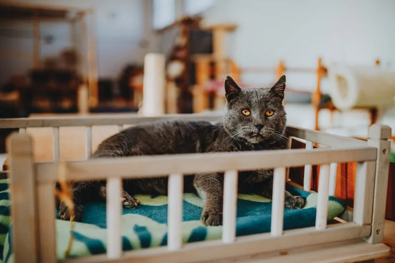 Eine gesunde und zufriedene Katze entspannt im Wohnzimmer, ein Ergebnis guter Ernährung.