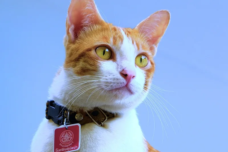 Detailaufnahme des Materials eines Katzenhalsbands