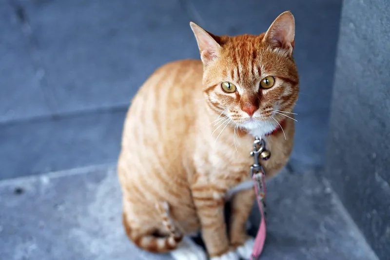 Person legt einer Katze ein Halsband an