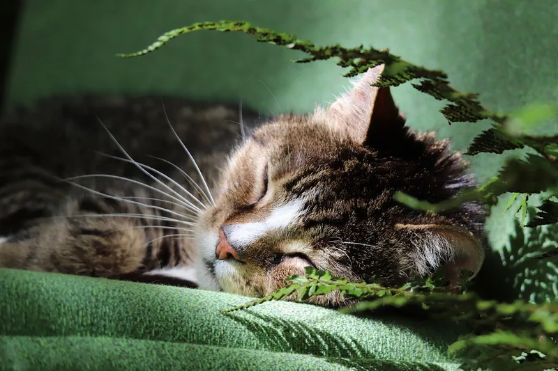 Eine entspannte Katze schlummert friedlich und geborgen in einer runden, weichen Katzenhöhle, die als Rückzugsort dient.