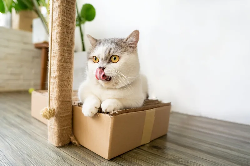 Eine verspielte Katze kratzt mit Freude an ihrem Katzenkratzbaum, der für ihre Krallenpflege wichtig ist.