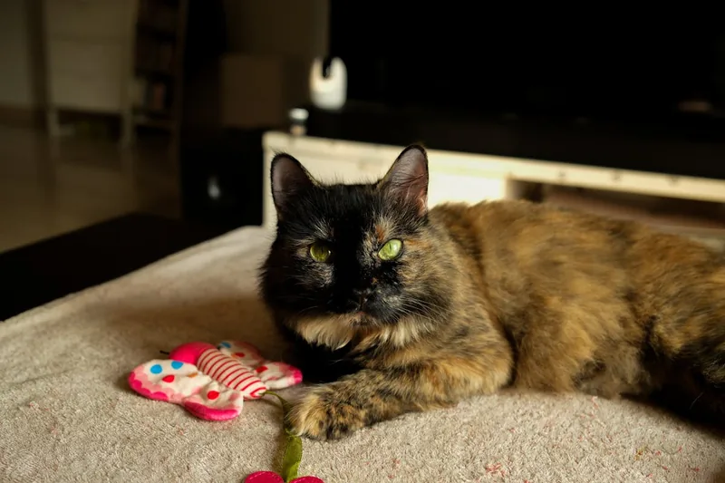Eine Katze entspannt sich in einem wohnlichen Umfeld umgeben von verschiedenem Katzenspielzeug.