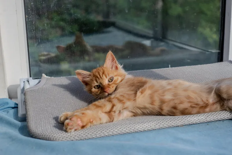 Eine Katze entspannt auf einer erhöhten Plattform, erreichbar über eine harmonisch integrierte Katzentreppe im Wohnzimmer.