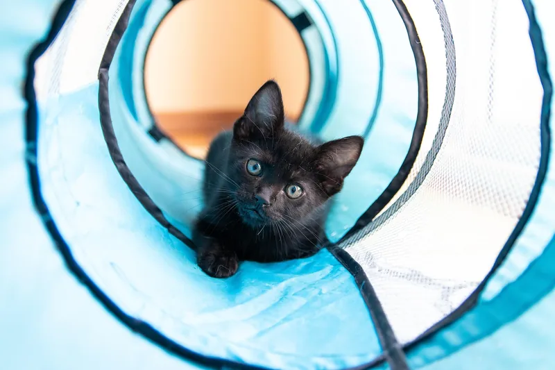 Eine neugierige Katze spielt und erkundet aktiv einen Katzentunnel in einem Wohnraum.