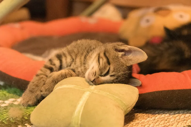Ein verspieltes Kätzchen in einem gemütlichen Zuhause, das die Vorteile guten Kitten-Trockenfutters zeigt.