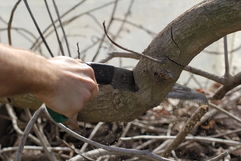 Eine neue, kompakte Klappsäge, ausgeklappt und scharf, bereit für den Einsatz im Garten oder unterwegs.