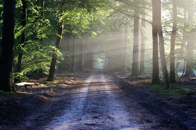 Eine inspirierende Landschaft mit einem Waldweg, perfekt für ein ausgedehntes Laufabenteuer in der Natur.