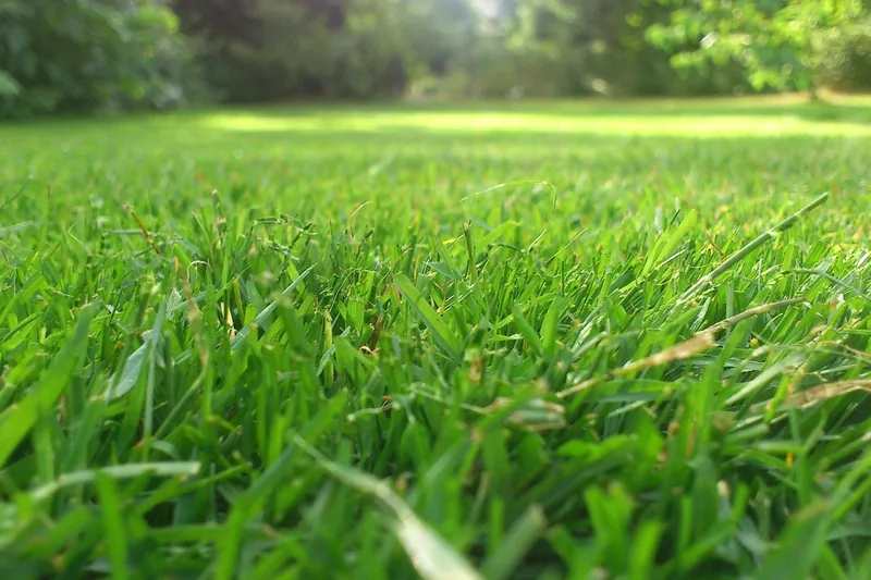 Ein makellos gepflegter Garten mit sattgrünem Rasen, das Ergebnis eines fleißigen Mähroboters.