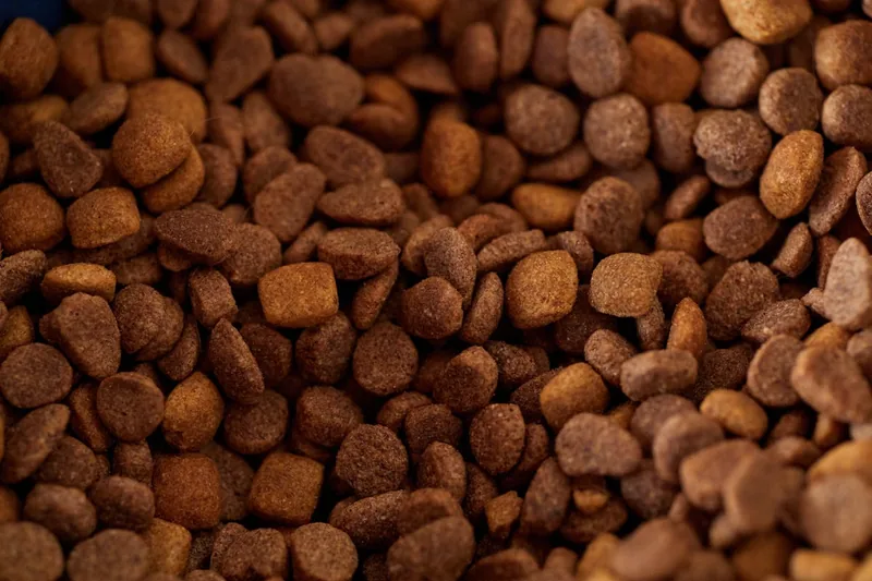 Hochwertiges Trockenfutter für Hunde in einer Schüssel, fokussiert auf die einzelnen Pellets.