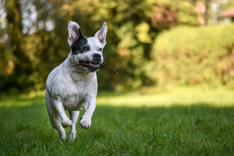 Ein vitaler und zufriedener Hund läuft fröhlich auf einer grünen Wiese und genießt die Natur.